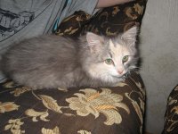 Кошка Ромина, 1 января 1993, Самара, id26107473